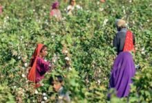 Cotton plays a vital role in Agricultural Sector of Pakistan