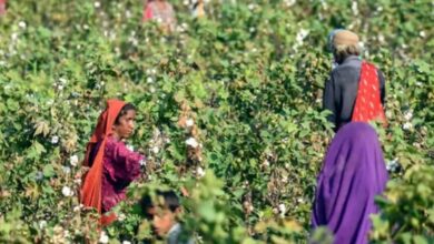 Cotton plays a vital role in Agricultural Sector of Pakistan