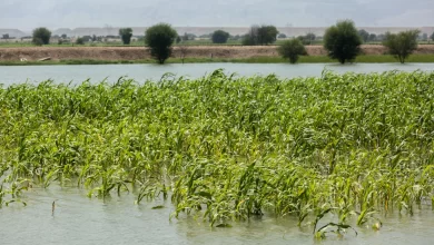 Devastating floods are raising Food Security issues for Pakistan