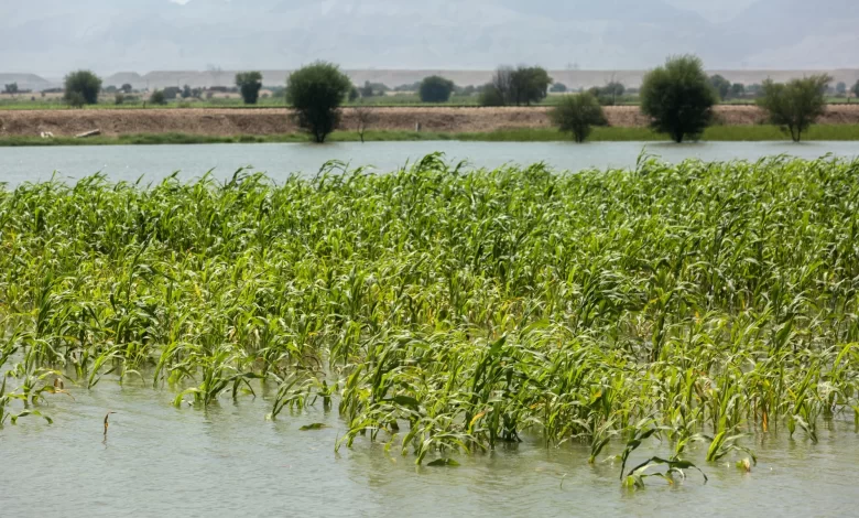 Devastating floods are raising Food Security issues for Pakistan